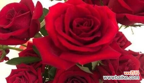 探寻玫瑰花朵数与情感的纽带 玫瑰花朵数的含义