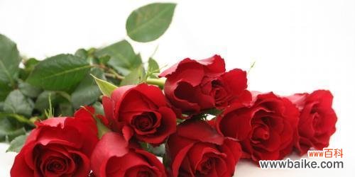 探索玫瑰花朵数与情感 玫瑰花朵数的含义及象征