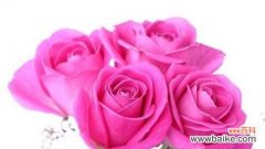 探寻12朵玫瑰花所代表的不同情感和意义 12朵玫瑰花的花语与含义