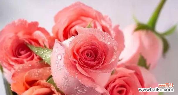 探寻12朵玫瑰花所代表的不同情感和意义 12朵玫瑰花的花语与含义