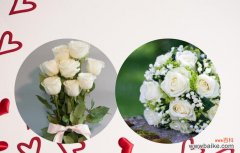 探寻十二支玫瑰花的不同寓意与象征 十二支玫瑰花的花语解读