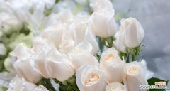 探索玫瑰花的深层意义 玫瑰花花语