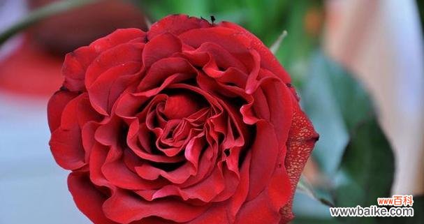 以玫瑰花几朵代表的含义是什么 玫瑰花的象征意义