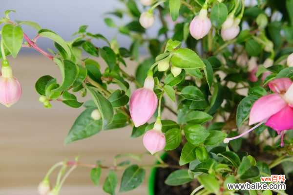 倒挂金钟的常见病虫害及其防治