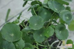 铜钱草黄叶子怎么回事