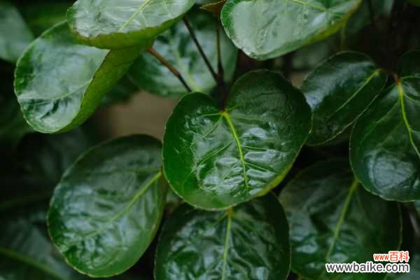 福禄桐叶子发黄怎么办