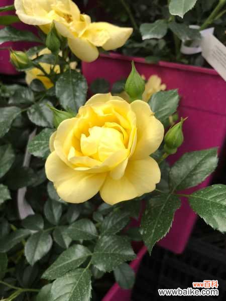 月季花的病害及其防治