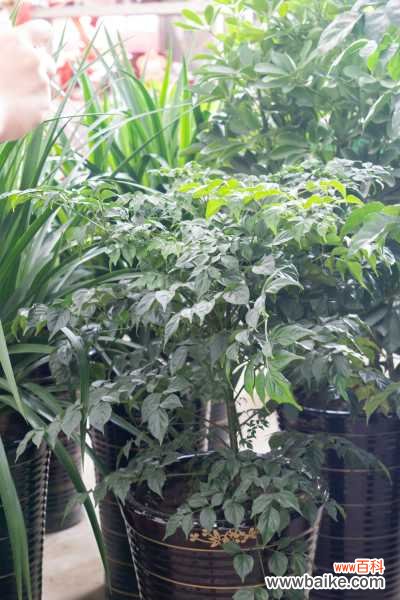 幸福树的病害及其防治