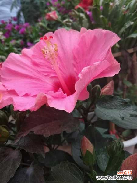 扶桑常见虫害及防治方法