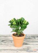 栀子花黄叶掉叶怎么办，别慌，教你一招就变绿！