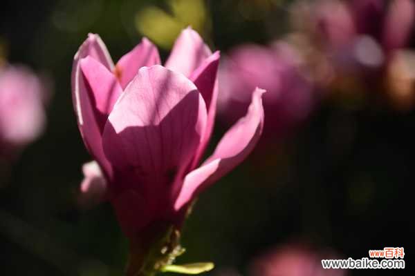 白兰的病害及其防治