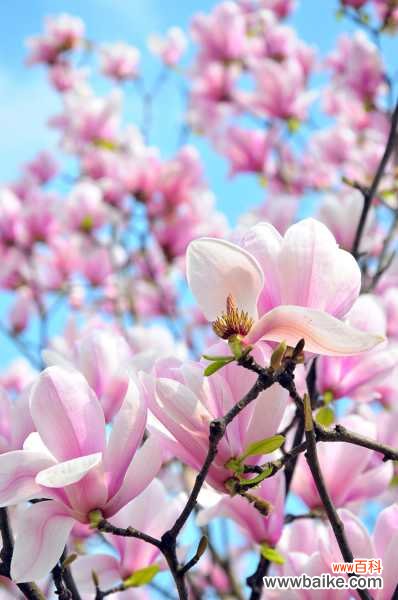 白兰的病害及其防治