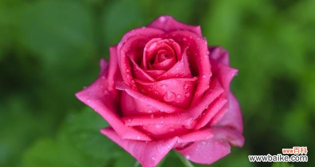 16朵玫瑰花语是什么?送花时需要注意什么?