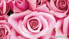 16朵玫瑰花语是什么？送花时需要注意什么？