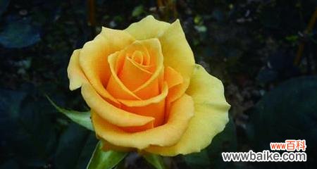 16朵黄玫瑰的花语是什么?送花时需要注意什么?