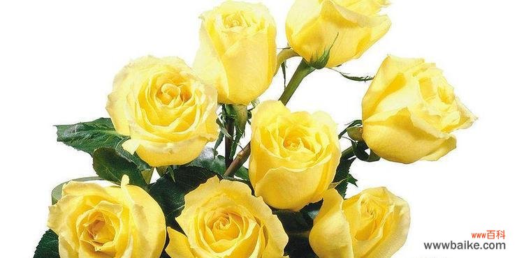 16朵黄玫瑰的花语是什么?送花时需要注意什么?