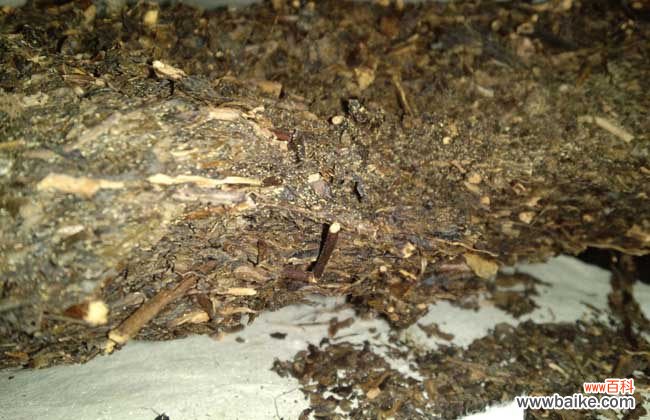 喝黑茶的反应太可怕了 黑茶的冲泡方法