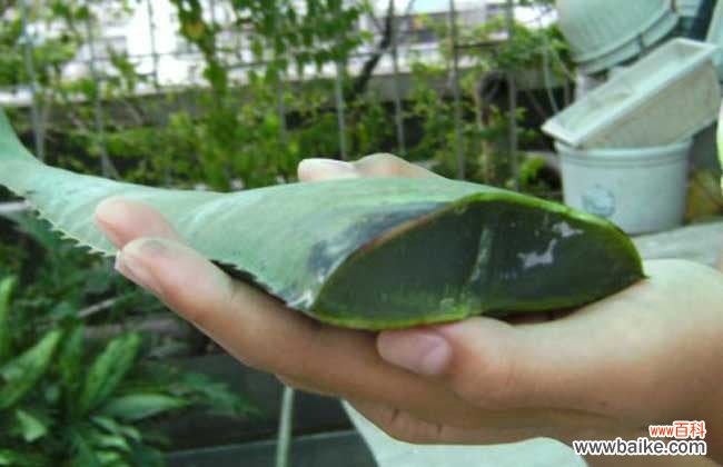 涂新鲜芦荟能去痘印吗 库拉索芦荟可以祛痘吗？