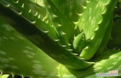 涂新鲜芦荟能去痘印吗 库拉索芦荟可以祛痘吗？