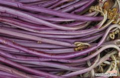 吃蕨菜禁忌 蕨菜吃了真的会致癌吗？