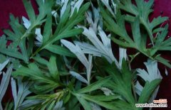 生姜艾叶盐泡脚的作用 艾叶生姜泡脚的好处