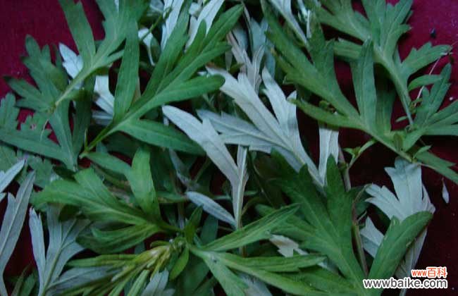 生姜艾叶盐泡脚的作用 艾叶生姜泡脚的好处