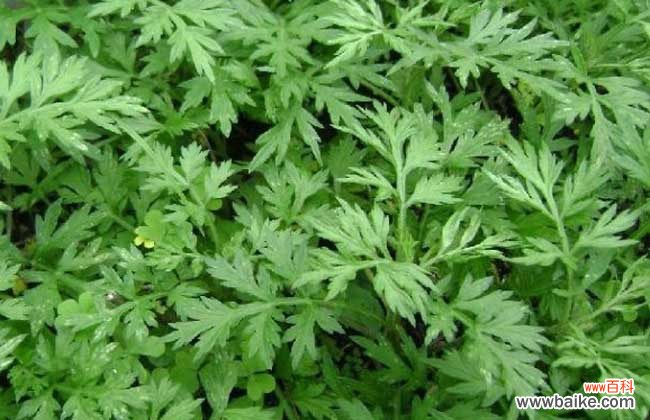 生姜艾叶盐泡脚的作用 艾叶生姜泡脚的好处