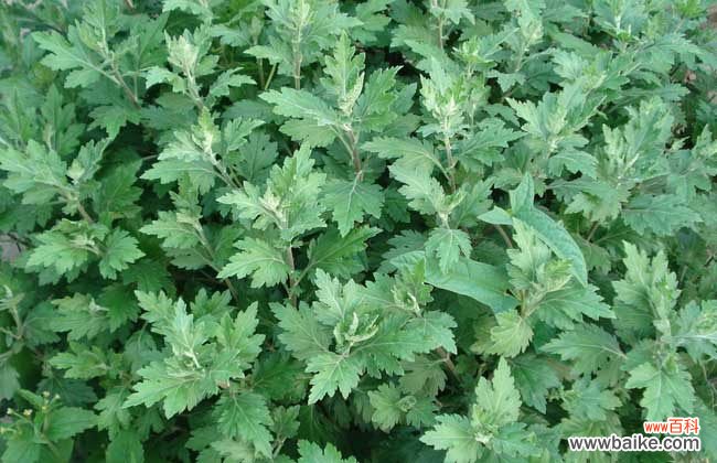 生姜艾叶盐泡脚的作用 艾叶生姜泡脚的好处