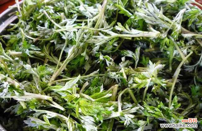 生姜艾叶盐泡脚的作用 艾叶生姜泡脚的好处