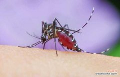 蚊子为什么只咬一个人 为什么蚊子喜欢咬你？