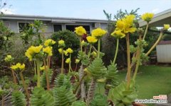 注意事项及技巧，让金钱树健康茁壮 如何正确养殖金钱木