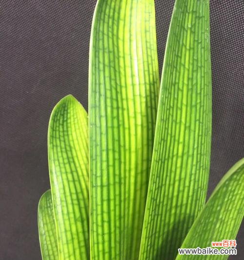 黄叶造成的原因与预防方法 君子兰叶子黄了该怎么办？