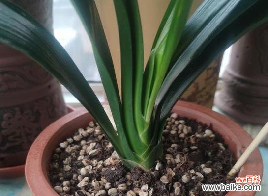 黄叶造成的原因与预防方法 君子兰叶子黄了该怎么办？