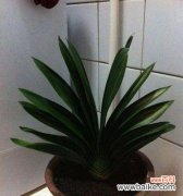 黄叶造成的原因与预防方法 君子兰叶子黄了该怎么办？