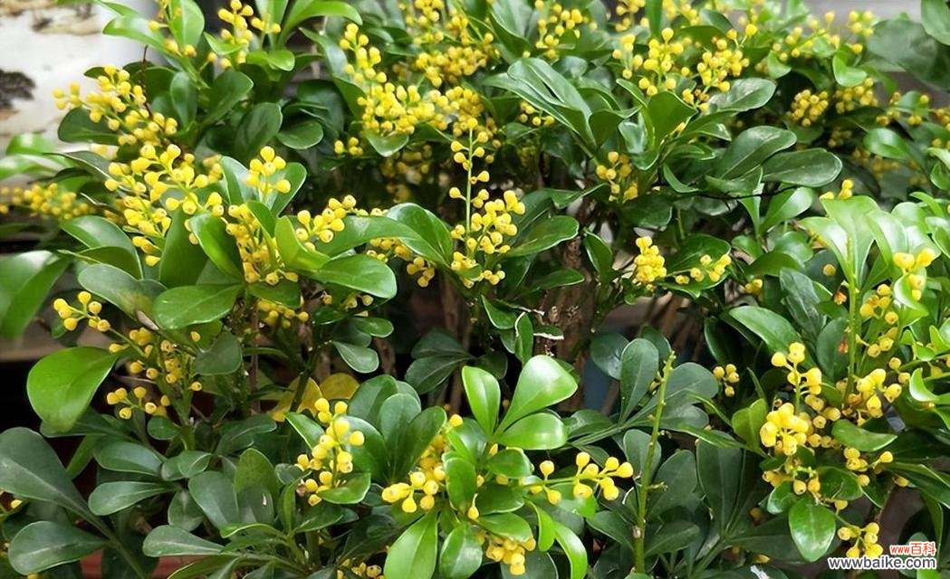 关注这些要点，让米兰花成为你的美丽家居装饰 如何正确养殖米兰花？