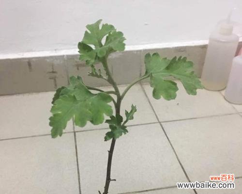 注意事项详解，为您的花卉健康保驾护航 如何正确换盆菊花？