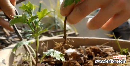 注意事项详解，为您的花卉健康保驾护航 如何正确换盆菊花？