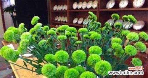 注意事项详解，为您的花卉健康保驾护航 如何正确换盆菊花？