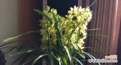 盆栽养护技巧及注意事项 大花惠兰几月换盆好？