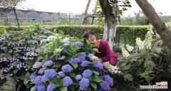 时间、方法、注意事项 如何种植绣球花？