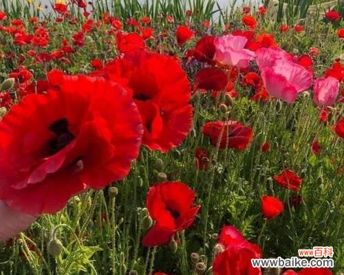 花开花谢时间表及环境要求 虞美人花期揭秘