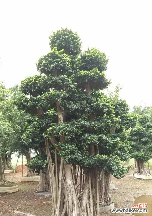 打造健康美丽的小叶榕树 小叶榕树养护指南