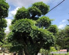 打造健康美丽的小叶榕树 小叶榕树养护指南