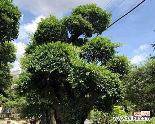 打造健康美丽的小叶榕树 小叶榕树养护指南