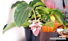 宝莲灯花种植怎么防虫防病？-宝莲灯花病虫害防治指南 宝莲灯花养殖中的常见病虫害及防治