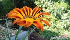 探究金盏菊的花期长短及其生长习性，为种植提供参考 金盏菊的花期及生长特点