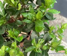 白色馥郁，六月独特的风情 栀子花开，惹人怜爱