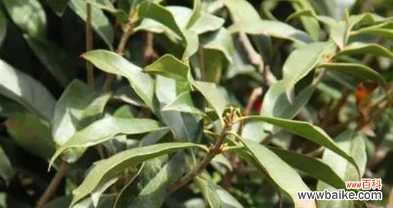 探究桂花树掉叶子的原因和解决方法 为什么我的桂花树掉叶子了？