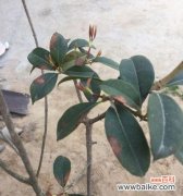 探究桂花树掉叶子的原因和解决方法 为什么我的桂花树掉叶子了？