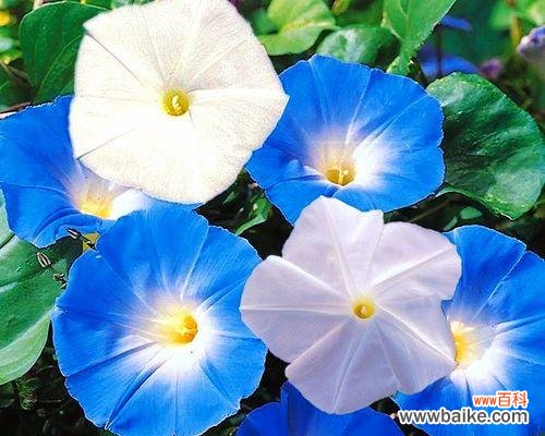 蓝色花卉品种分类与特点 探究蓝色花卉品种的美丽世界